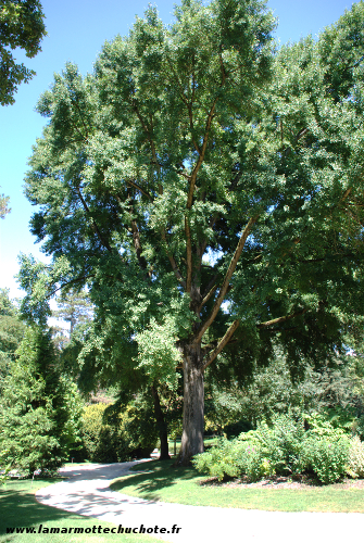 Quelques arbres remarquables