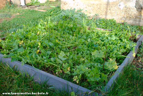 Engrais Jardin Avec Marc De Caf Ef Bf Bd Banane Coquilli Oeufs Engrais Jardin Avec Marc De Caf Ef Bf Bd Banane Coquilli Oeufs